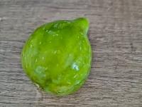 Fíkovník smokvoň 'All Year Hector' (Ficus carica)