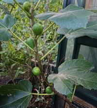 Fíkovník smokvoň 'All Year Hector' (Ficus carica)