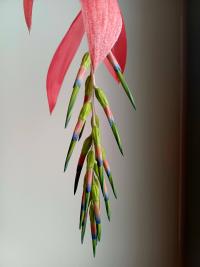 Bilbergie nicí (Billbergia nutans)