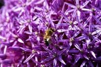 Česnek obrovský (Allium giganteum)