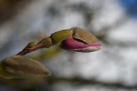 Šácholan liliokvětý (Magnolia liliiflora)