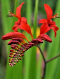 Montbrécie 'Lucifer' (Crocosmia)