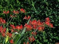Montbrécie 'Lucifer' (Crocosmia)