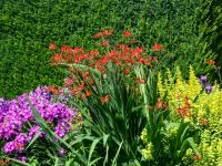 Montbrécie 'Lucifer' (Crocosmia)