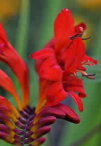Montbrécie 'Lucifer' (Crocosmia)