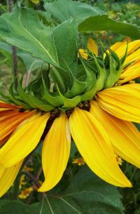 Slunečnice roční obrovská (Helianthus annuus)