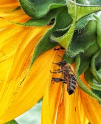 Slunečnice roční obrovská (Helianthus annuus)