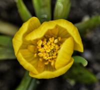 Talovín zimní (Eranthis hyemalis)