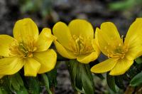 Talovín zimní (Eranthis hyemalis)