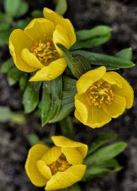 Talovín zimní (Eranthis hyemalis)