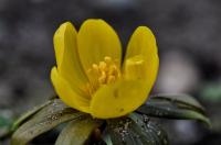 Talovín zimní (Eranthis hyemalis)