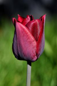 Tulipán 'Ronaldo' - Triumph tulipány (Tulipa)