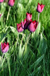 Tulipán 'Ronaldo' - Triumph tulipány (Tulipa)
