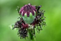 Mák setý 'Lilac Pompon' - okrasný mák (Papaver somniferum)