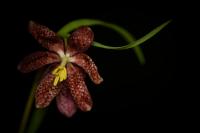 Řebčík kostkovaný (Fritillaria meleagris)