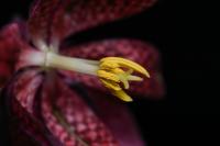 Řebčík kostkovaný (Fritillaria meleagris)