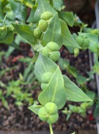 Pryšec skočcový (Euphorbia lathyris)