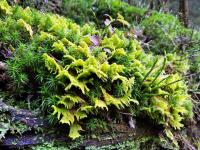 Pérovec hřebenitý