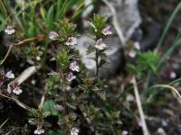 Světlík drobnokvětý