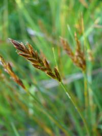 Skřípinka smáčknutá