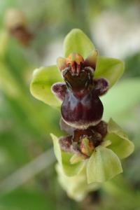 Tořič (Ophrys bombyliflora)