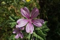 Proskurník konopný (Althaea cannabina)