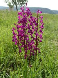 Rudohlávek (Anacamptis laxiflora)
