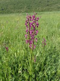 Rudohlávek (Anacamptis laxiflora)