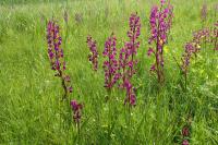 Rudohlávek (Anacamptis laxiflora)