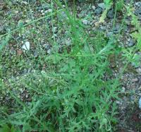 Mák vlčí hřebílkatý