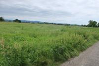 Plamének celolistý - lokalita (Clematis integrifolia)