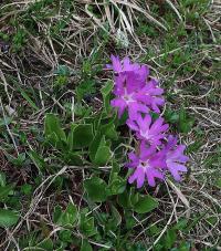 Prvosenka Clusiova (Primula clusiana)