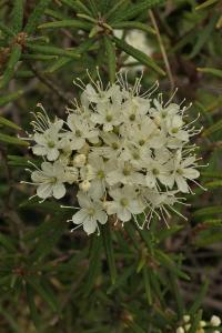 Rojovník bahenní (Rhododendron tomentosum)