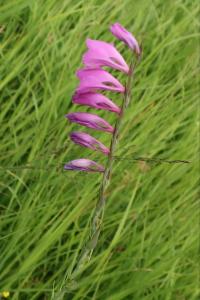 Mečík střechovitý (Gladiolus imbricatus)