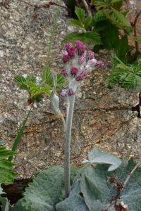 Havez (Adenostyles leucophylla)