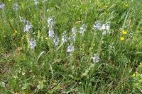 Rozrazil hořcovitý (Veronica gentianoides)