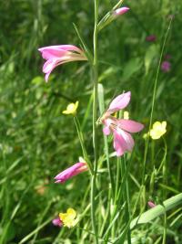 Mečík polní (Gladiolus italicus)