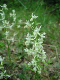 Vstavač (Orchis provincialis)