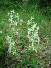 Vstavač (Orchis provincialis)