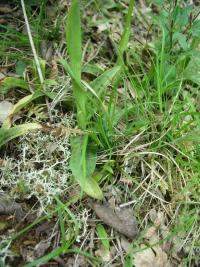 Vstavač (Orchis provincialis)