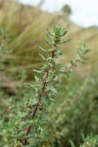 Forsskaolea (Forsskaolea angustifolia)