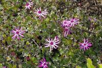 Pericallis (Pericallis lanata)