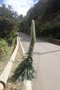 Hadinec jednoduchý (Echium simplex)