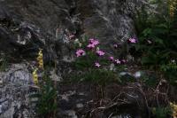 Hvozdík kartouzek sudetský (Dianthus carthusianorum subsp sudeticus)