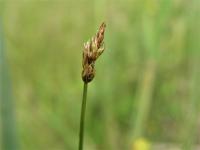 Ostřice šlahounovitá