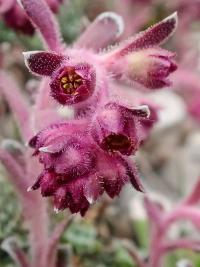Lomikámen (Saxifraga porophylla)