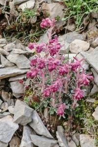 Lomikámen (Saxifraga porophylla)