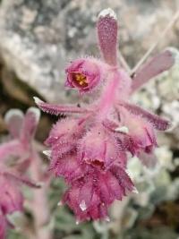 Lomikámen (Saxifraga porophylla)