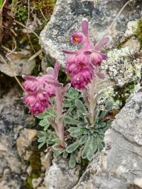 Lomikámen (Saxifraga porophylla)
