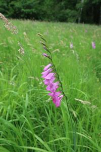 Mečík střechovitý (Gladiolus imbricatus)